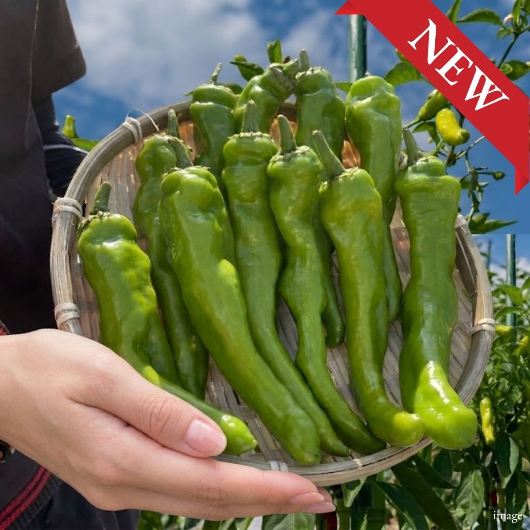 Kochi "Shishito Peppers", Tender Japanese Green Peppers with a Mild Flavor and Gentle Bitterness, 100g Pack - TFD (Tokyo Fresh Direct)