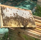 Kyoto Terroir Honey Assort Gift ORG - Tokyo Fresh Direct