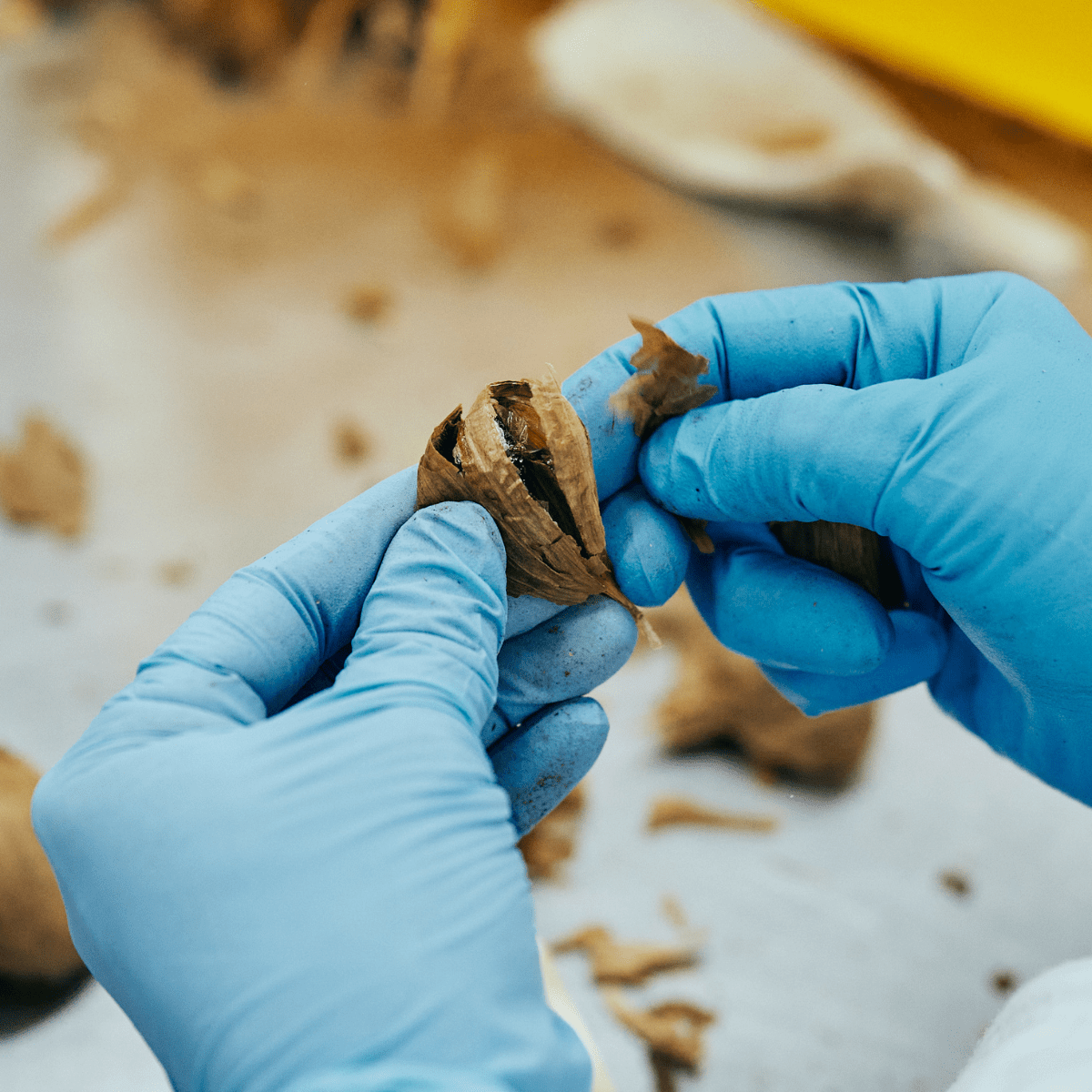 MOMIKI KUROMARU Aged Black Garlic - Tokyo Fresh Direct