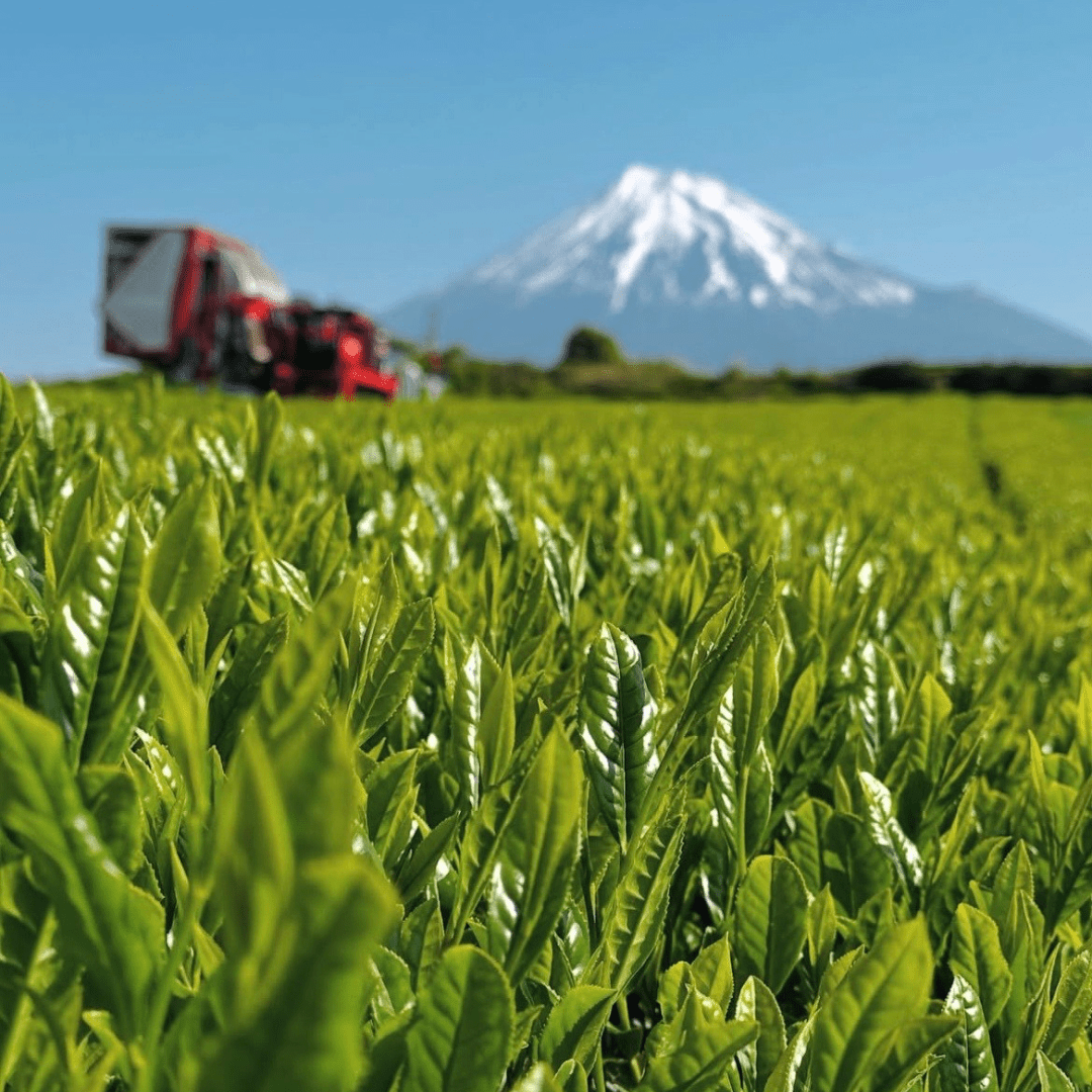 Mt. Fuji Foothills Genmai Hojicha 10 Tea Bags - TFD (Tokyo Fresh Direct)