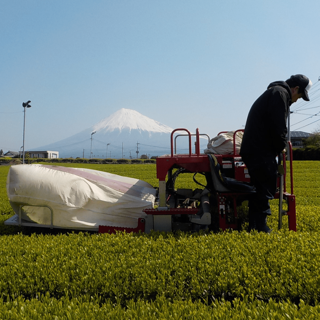 Mt. Fuji Foothills Genmai Hojicha 10 Tea Bags - TFD (Tokyo Fresh Direct)