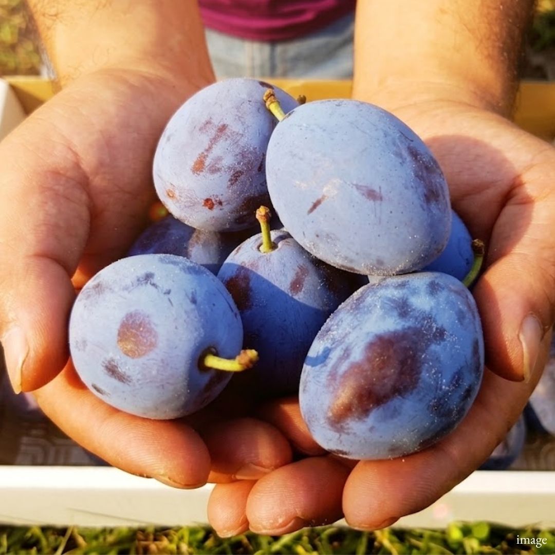 Nagano "Fresh Prunes", Rare Japanese Seasonal Fruit with Juicy Sweet-Tart Flavor, 400g Pack, Limited Quantity | Delivery: 4th–5th Sep - TFD (Tokyo Fresh Direct)