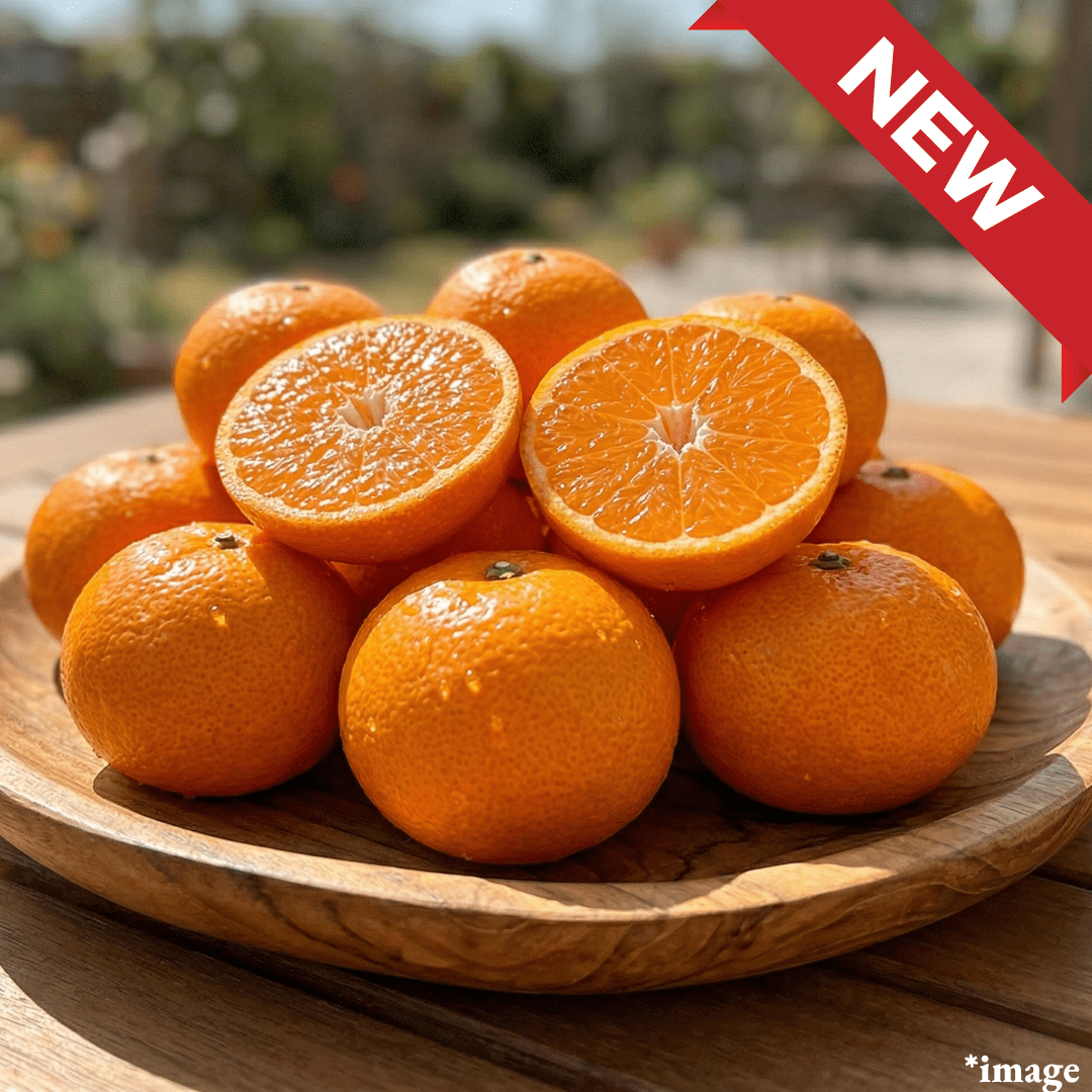 "Natsumi Mikan (High Grade/2 - 3L)", Tree - Ripened to Full Maturity, a Rare High - Brix Spring Mikan| Delivery: 24th - 25th Apr - TFD (Tokyo Fresh Direct)