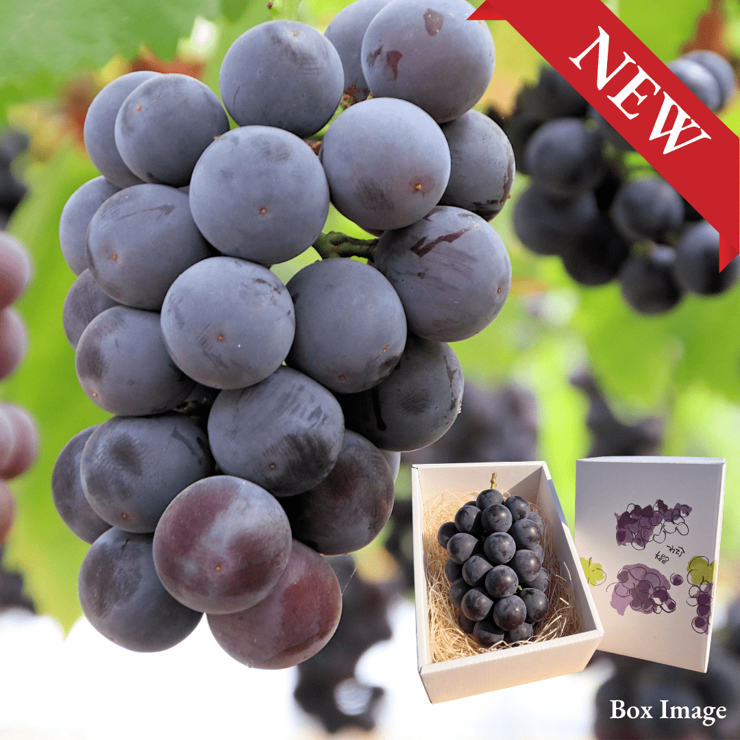 "New Pione (Giftbox/3L-size/High Grade)”, Seedless Black Grape with Rich Sweetness & Refreshing Acidity, Approx.550g | Delivery: 2nd~3rd Oct - TFD (Tokyo Fresh Direct)