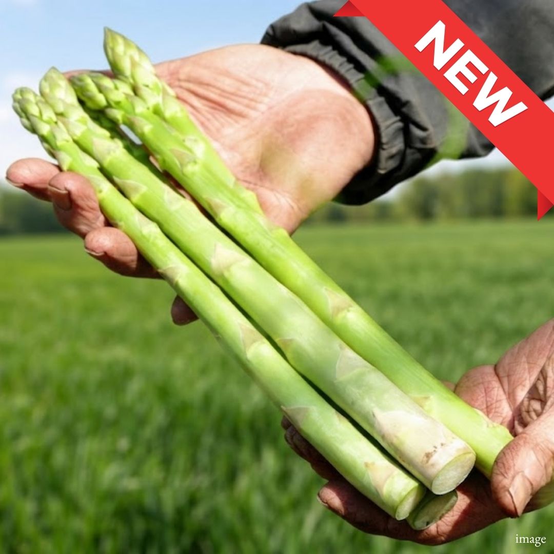 Niigata Premium Asparagus – Extra Large Size 200g | Thick, Crisp & Exceptionally Juicy - TFD (Tokyo Fresh Direct)