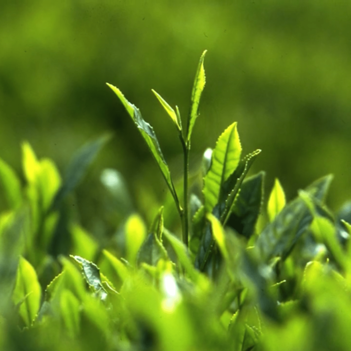 NITTASEICHA Toasted Harmony Matcha Genmaicha Tea Bag - Tokyo Fresh Direct