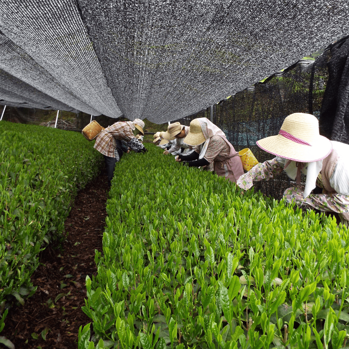 NITTASEICHA Toasted Harmony Matcha Genmaicha Tea Bag - Tokyo Fresh Direct