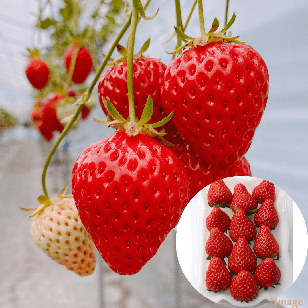 One of Japan’s Top Three Strawberries "Benihoppe (High Grade/Value Pack)", Named for Its “Cheek - Dropping” Deliciousness, Approx.450g | Delivery: 9th - 10th Jan - Tokyo Fresh Direct