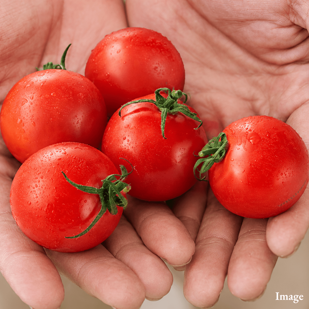 Premium Gokan Fruitica Tomato (Japan) – A Delightful Five-Senses Experience with Rich Sweetness, Juicy Texture & Refreshing Flavor | Average Brix 7–8° - TFD (Tokyo Fresh Direct)