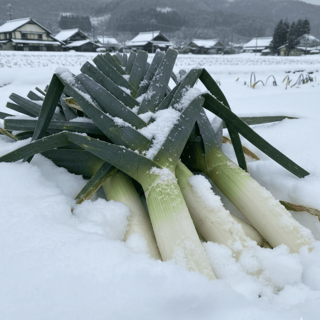 Premium Shimonita Negi (Leek) from Gunma, Ideal for Nabe & Sukiyaki | Delivery: 30th - 31st Jan - Tokyo Fresh Direct