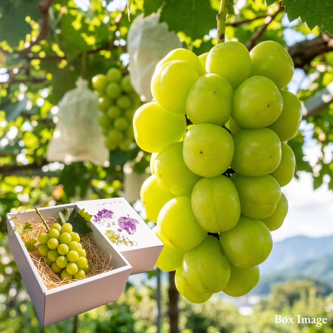 Premium Shinemuscat "Hareo (Giftbox/L-size)", A Century of Muscat Craft, Finished One Bunch at a Time, From Japan’s Land of Sunshine, shaped by hand and selected to Okayama standards., Approx.550g | Delivery: 23th~24th Oct - TFD (Tokyo Fresh Direct)
