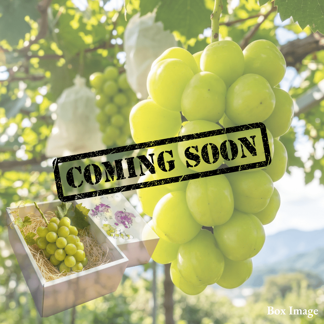 Premium Shinemuscat "Hareo (Giftbox/L-size)", A Century of Muscat Craft, Finished One Bunch at a Time, From Japan’s Land of Sunshine, shaped by hand and selected to Okayama standards., Approx.550g | Delivery: 23th~24th Oct - TFD (Tokyo Fresh Direct)