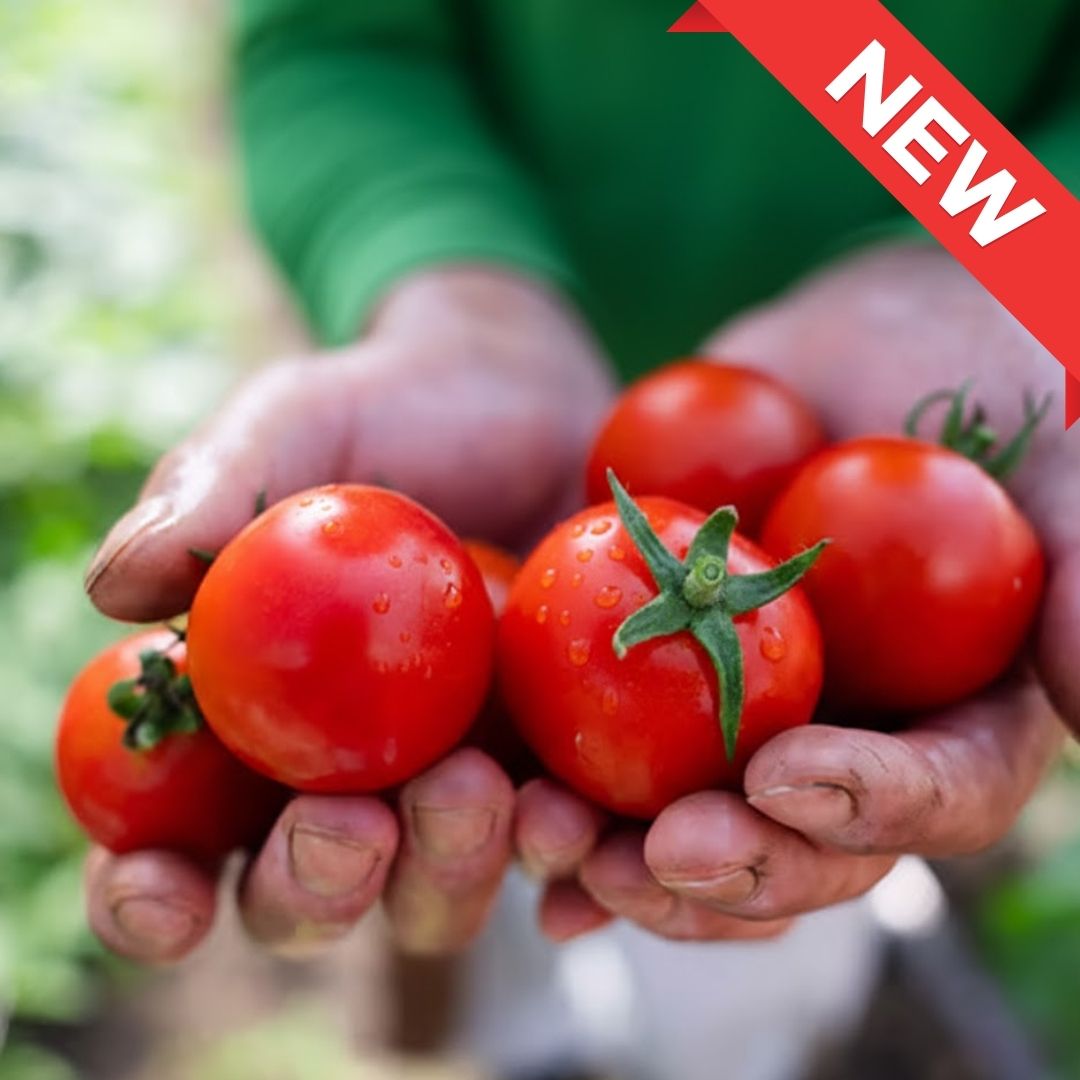 Premium Sweet Kao Tomato – Ibaraki - TFD (Tokyo Fresh Direct)