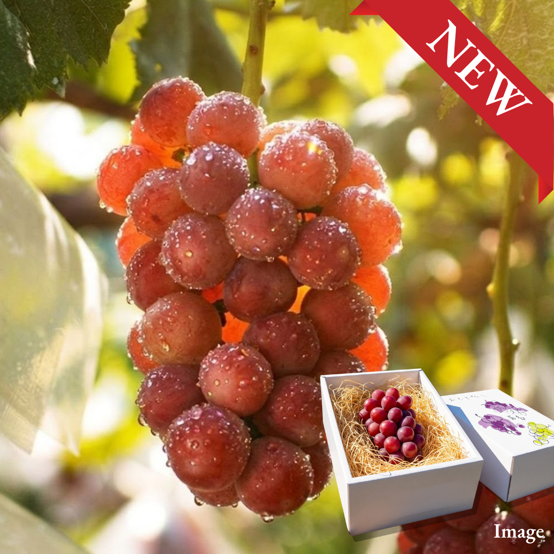 "Queen Niina(Giftbox/3L-size/Rare Grape)" exceptionally high-Brix red grapes with impressively large berries, Approx.550g+ | Delivery: 2nd~3rd Oct - TFD (Tokyo Fresh Direct)