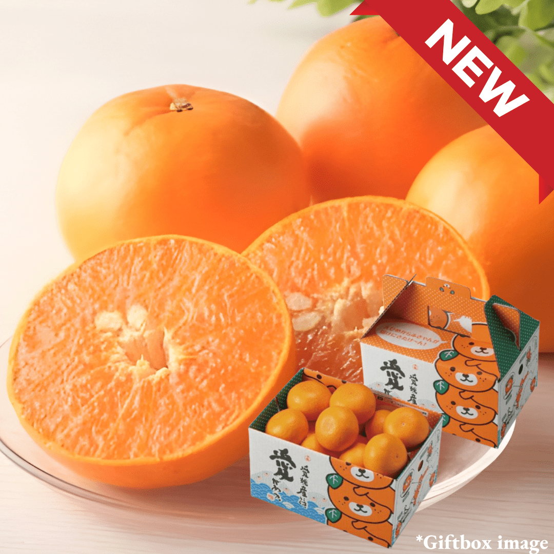 ”Setoka (High Grade)”, Otoro(fatty tuna) of oranges, known for its rich sweetness from Ehime | Delivery: 27th - 28th Mar - TFD (Tokyo Fresh Direct)