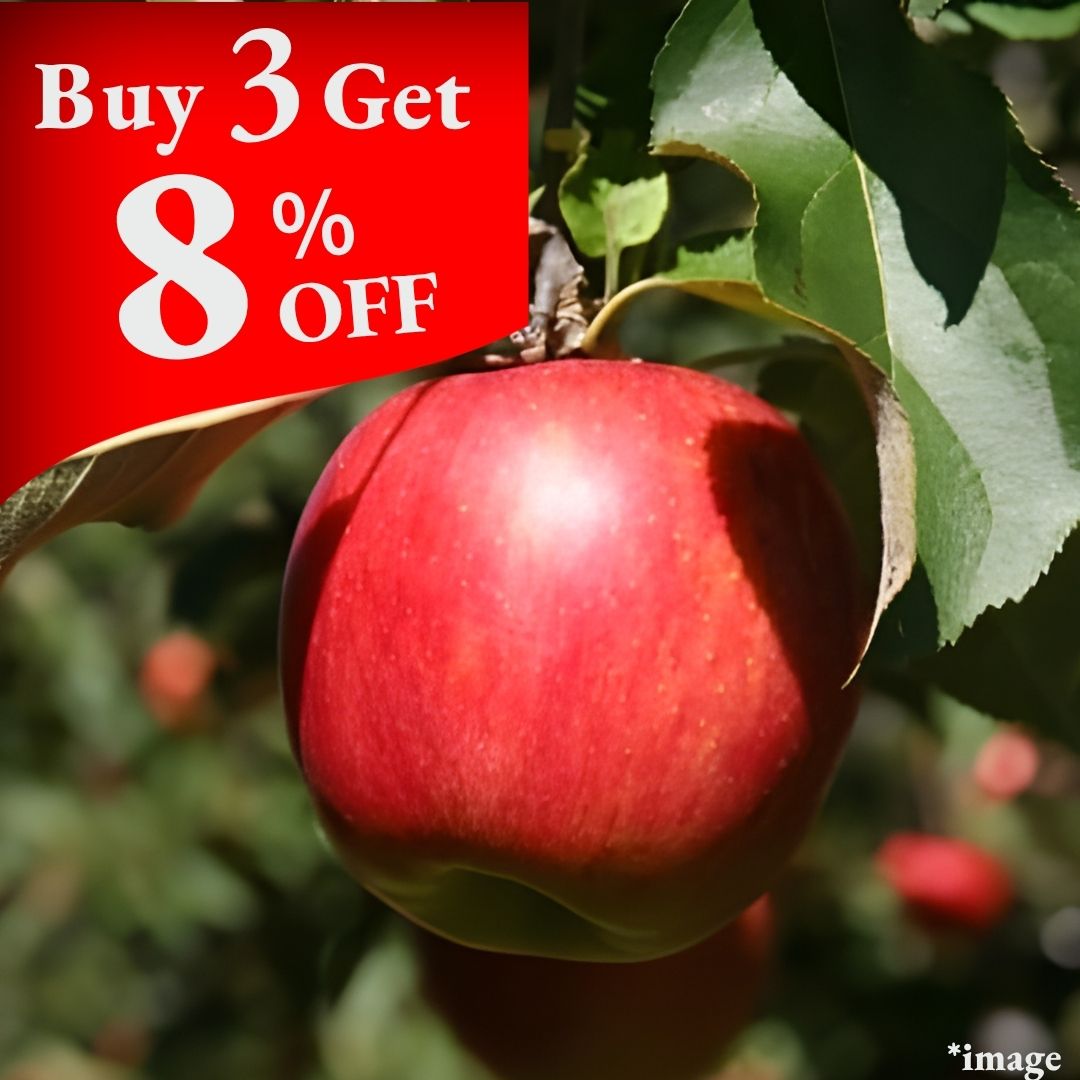 "Shinano Sweet (High Grade)", Nagano Shinano Trio, Pure Sweet Apple, (2pcs/600g+) | Delivery: 31th Oct - 1st Nov - Tokyo Fresh Direct