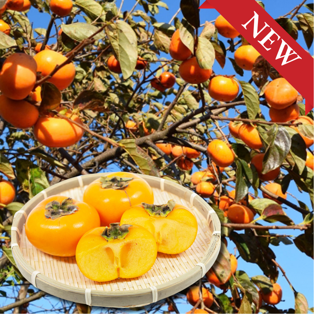 "Shonai Persimmon (2L-size)", Birthplace of Japan’s Seedless Persimmon, with Refined Sweetness & Silky-Ripe Texture, Approx.400g(2pcs) | Delivery: 16th~17th Oct - TFD (Tokyo Fresh Direct)