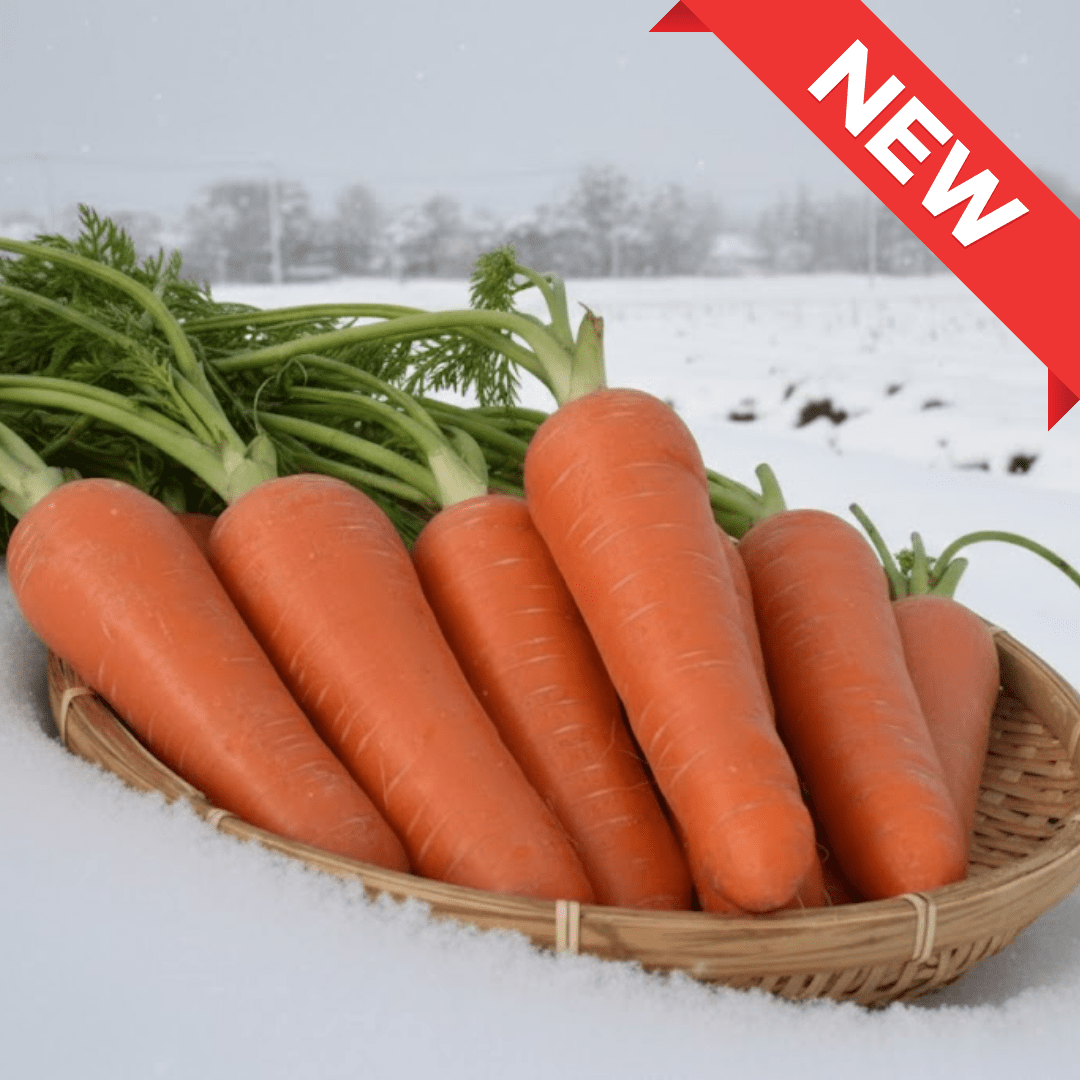 Snow - Aged Carrot from Iwate, Perfect for Winter Hot Pot | Delivery: 30th - 31st Jan - Tokyo Fresh Direct