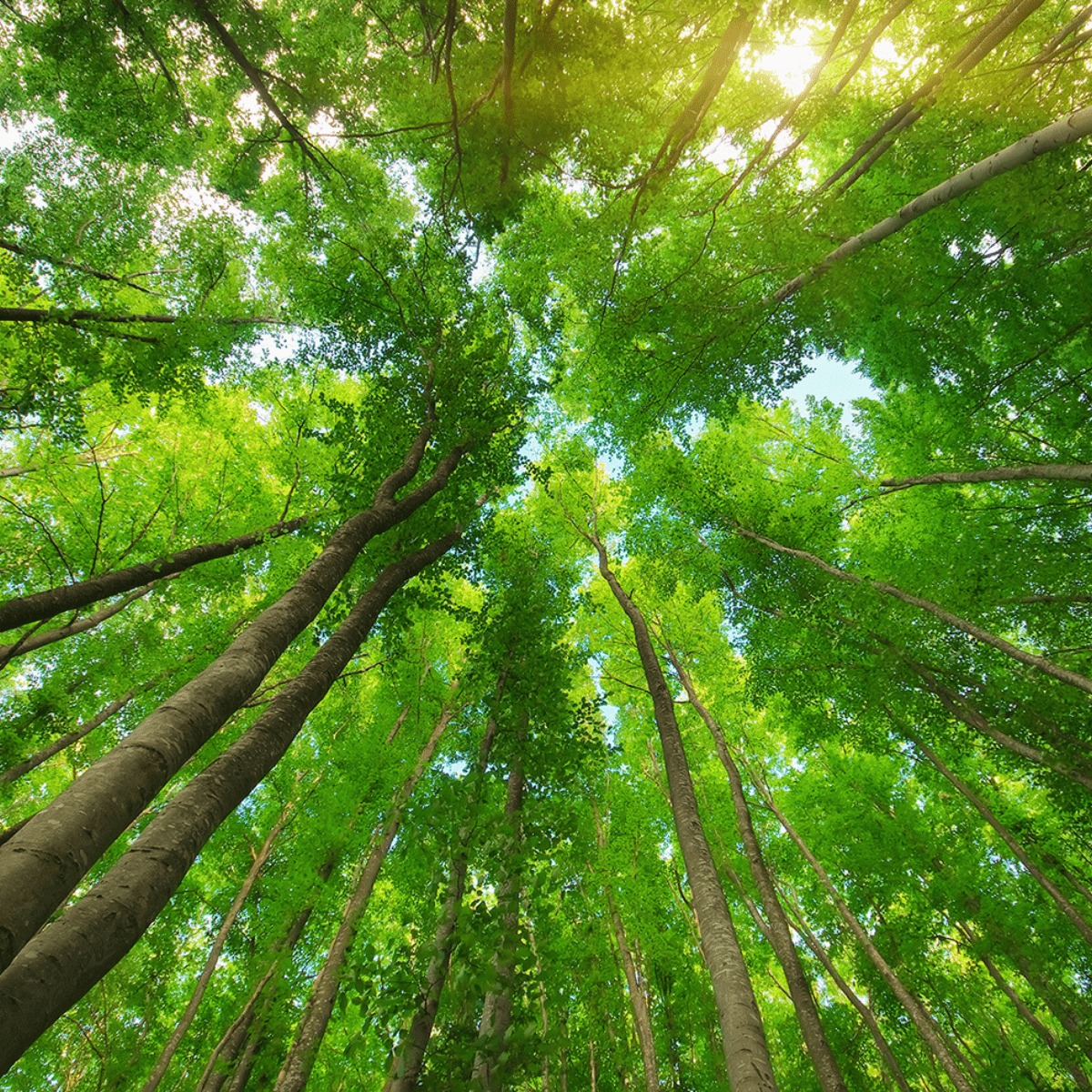 S.T. Air Forest Refresh Mist Forest Green - Tokyo Fresh Direct