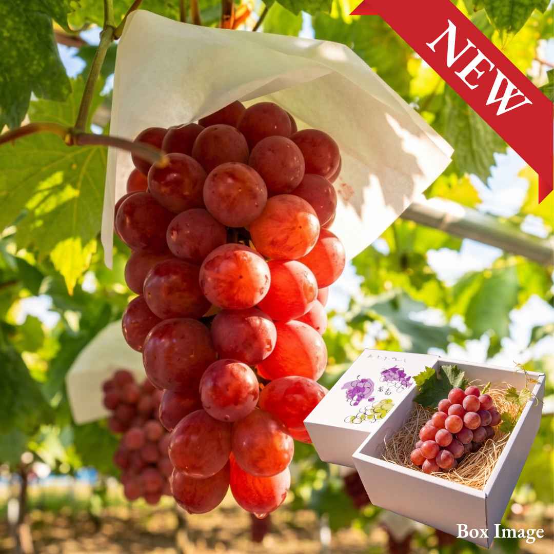 "Sunshine Red (Giftbox/2L-size/High Grade)”, Yamanashi's Ripe Red Gems, Approx.500g | Delivery: 2nd~3rd Oct - TFD (Tokyo Fresh Direct)