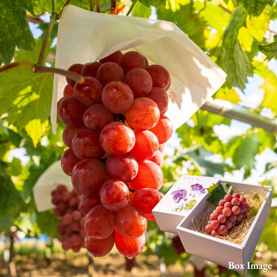 "Sunshine Red (Giftbox/2L-size/High Grade)”, Yamanashi's Ripe Red Gems, Approx.500g | Delivery: 2nd~3rd Oct - TFD (Tokyo Fresh Direct)