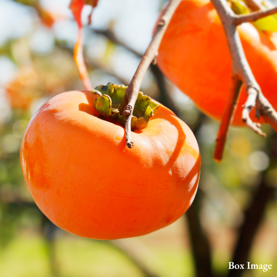"Tonewase (Giftbox/2L-size/High Grade)", Nara Seedless Persimmons, from Japan’s Renowned Region | Delivery: 16th~17th Oct - TFD (Tokyo Fresh Direct)