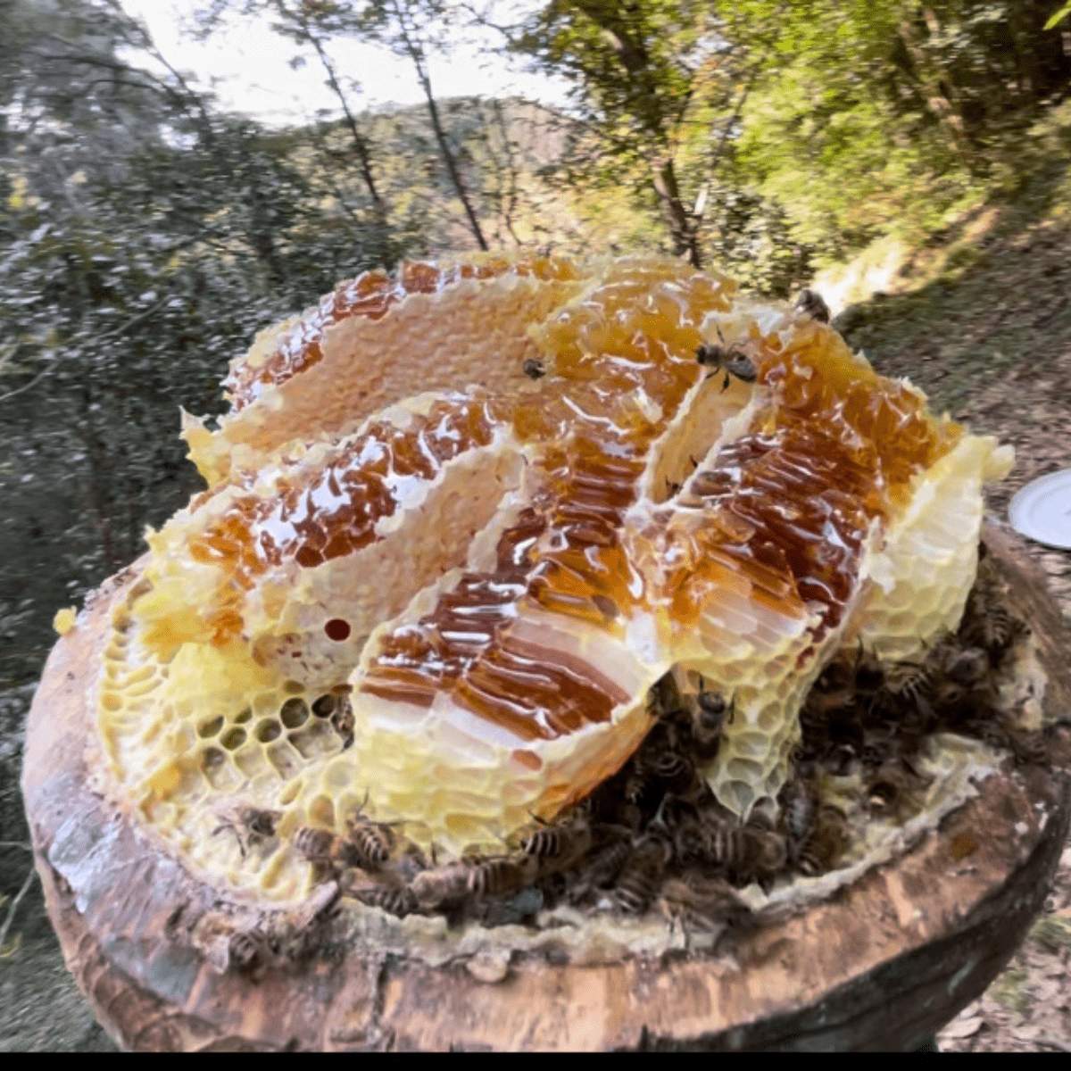 Tsushima Grand Cru Terroir Honey Reserve Collection - Tokyo Fresh Direct