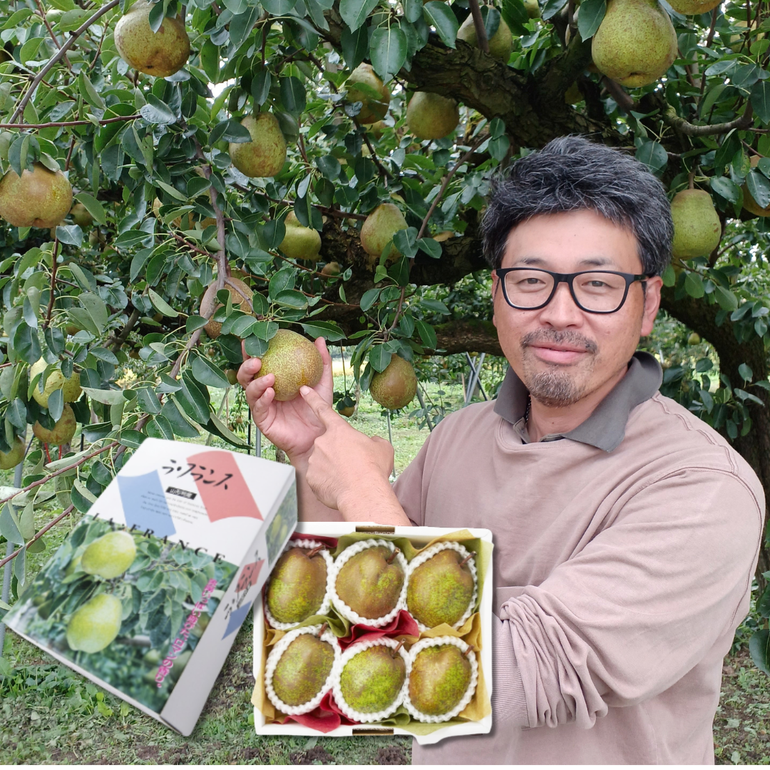 "Yamagata La France (2L-size/Farm-Direct)", The “Queen of Western Pears,” Silky-Melting & Richly Fragrant | Delivery: 30th Oct~7th Nov - TFD (Tokyo Fresh Direct)