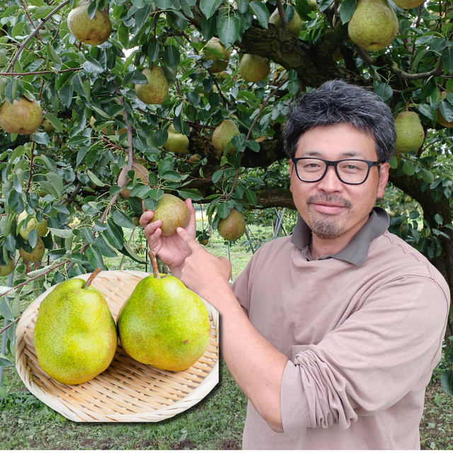 "Yamagata La France (Farm-Direct)", The “Queen of Western Pears,” Silky-Melting & Richly Fragrant, Approx.400g(2pcs) | Delivery: 16th~17th Oct - TFD (Tokyo Fresh Direct)