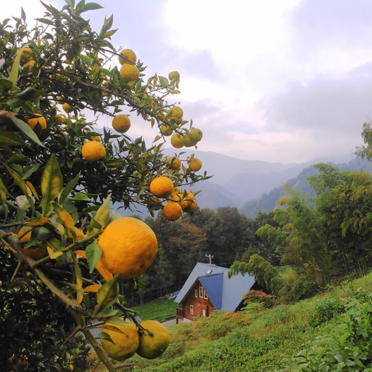 YUZUSUKE Red Lightning Spicy Yuzu Chili Sauce - Tokyo Fresh Direct