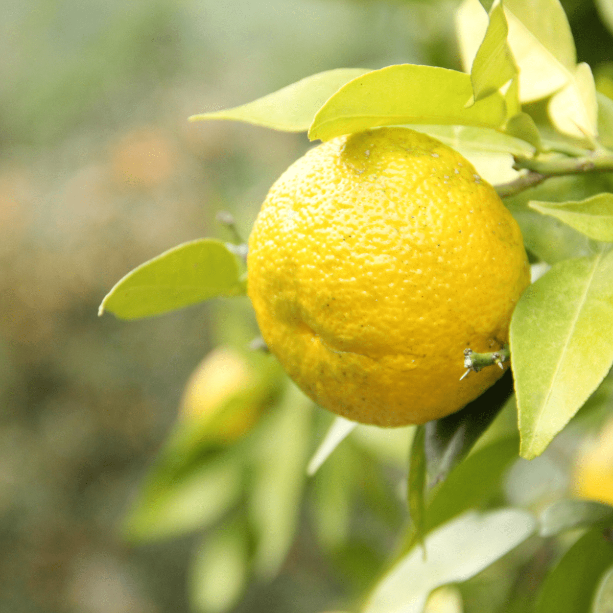 YUZUSUKE Red Lightning Spicy Yuzu Chili Sauce - Tokyo Fresh Direct