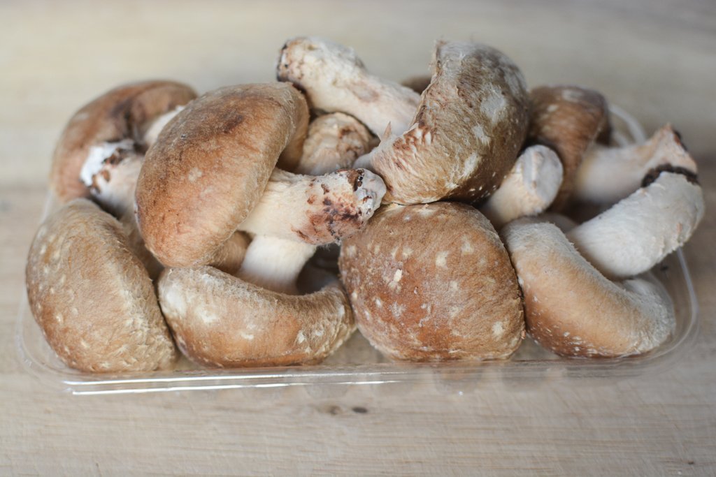 Shiitake mushroom
