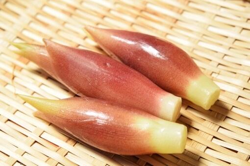 Japanese Ginger Flower (Myoga)