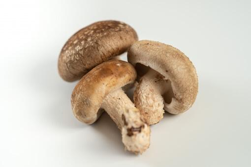 Shiitake mushroom