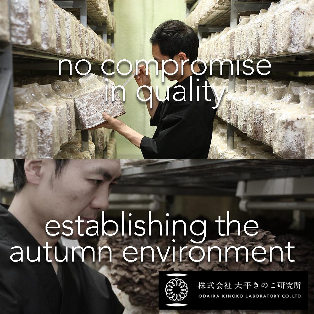 Black Maitake - Tokyo Fresh Direct