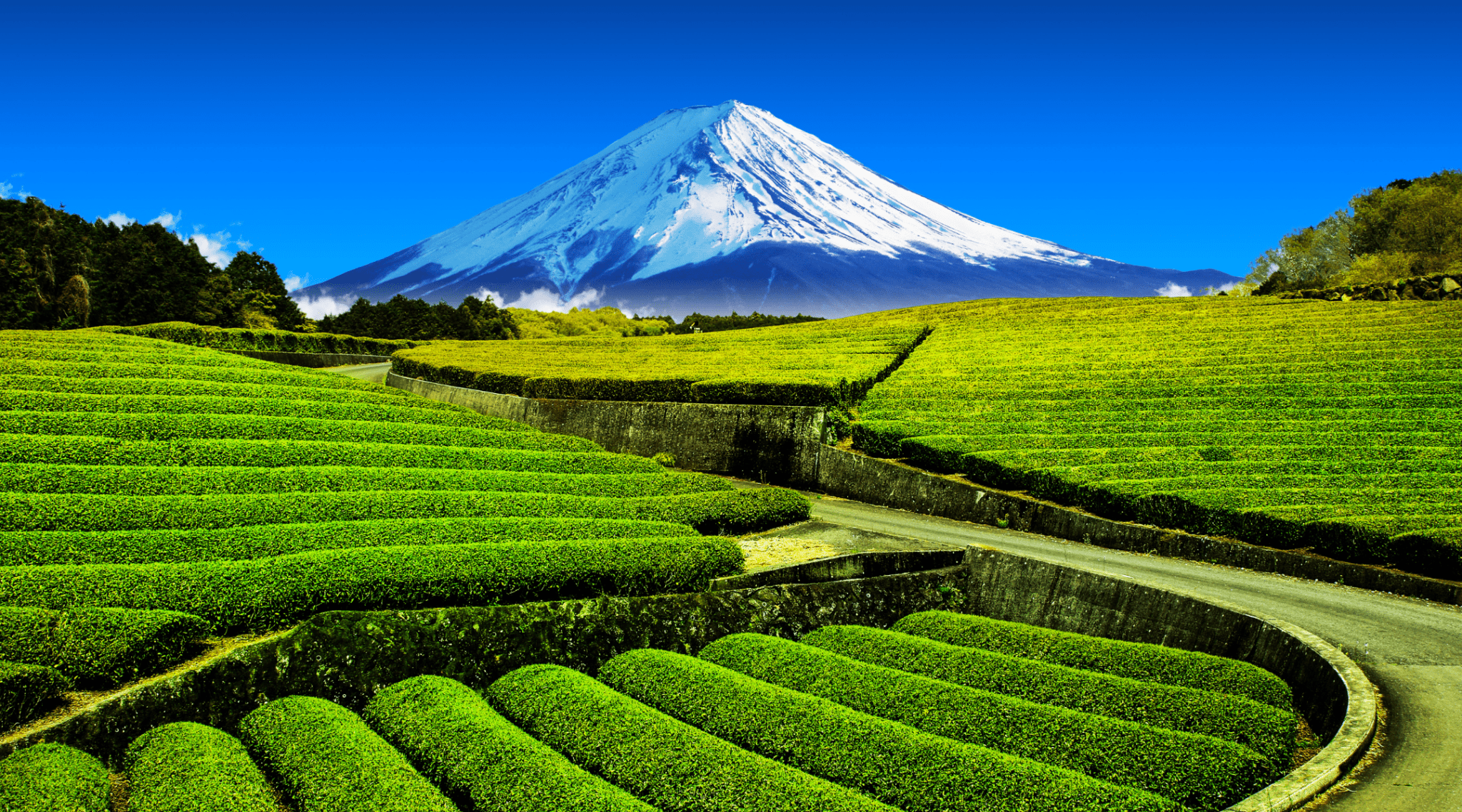 Do You Know the Differences in Shizuoka Tea? - Tokyo Fresh Direct