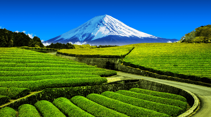 Do You Know the Differences in Shizuoka Tea?