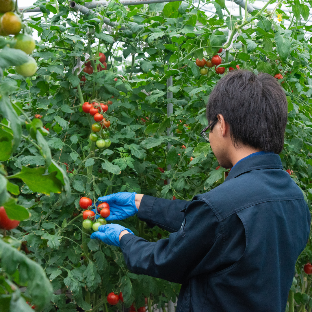 100% Furutika Tomato Juice 180ml - TFD (Tokyo Fresh Direct)