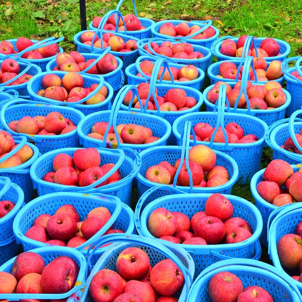 FARM Shinshu Apple Juice 100% Pure NFC
