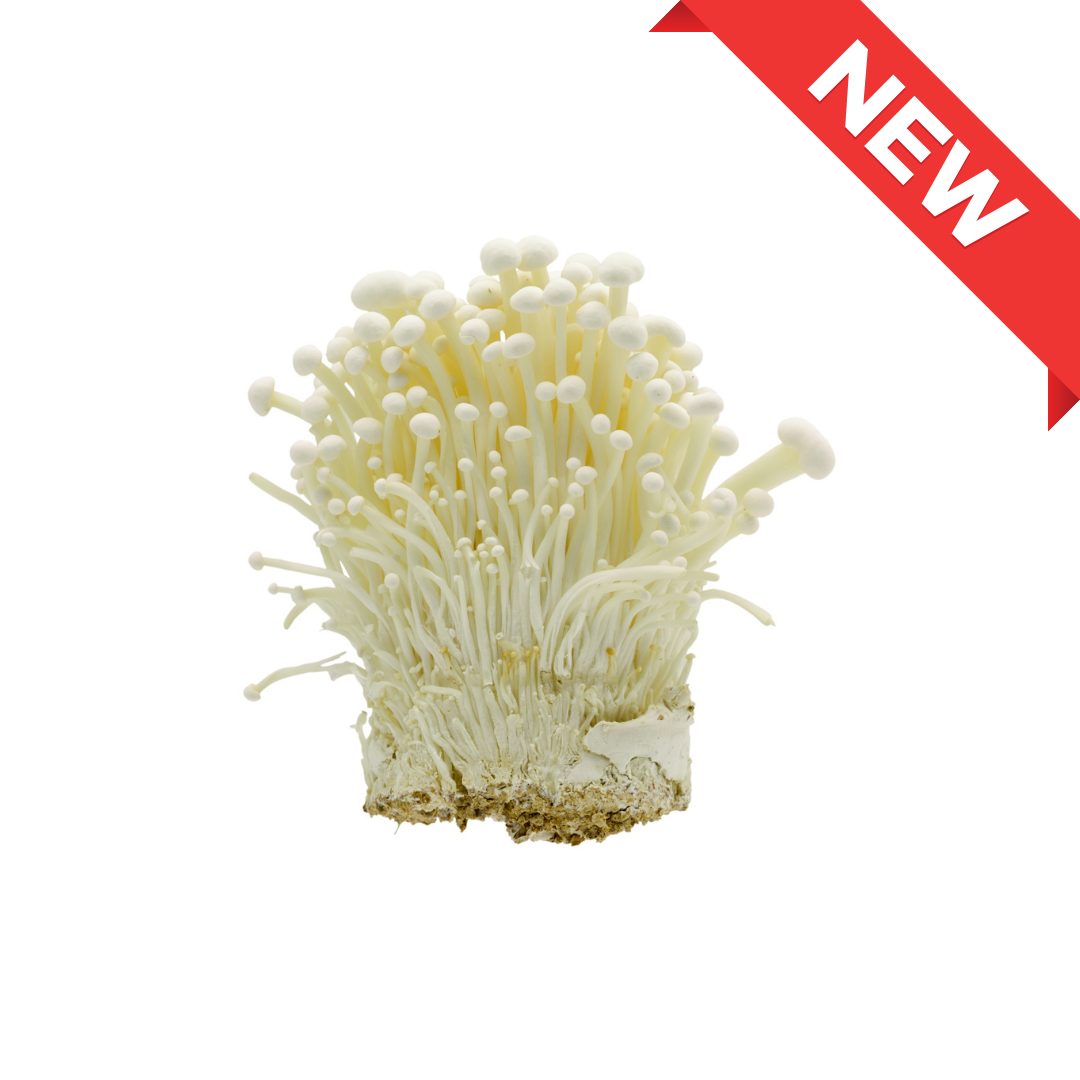Nagano Enoki Mushroom 1pack (approx. 200g) | Delivery: 12th~13th Sep
