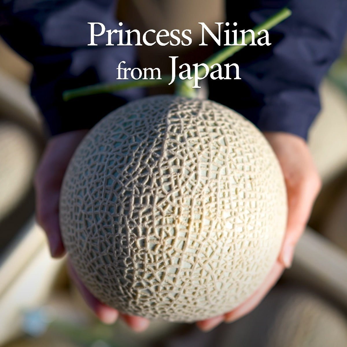 [19-20th Apr Delivary] Kochi Premium Melon - Tokyo Fresh Direct