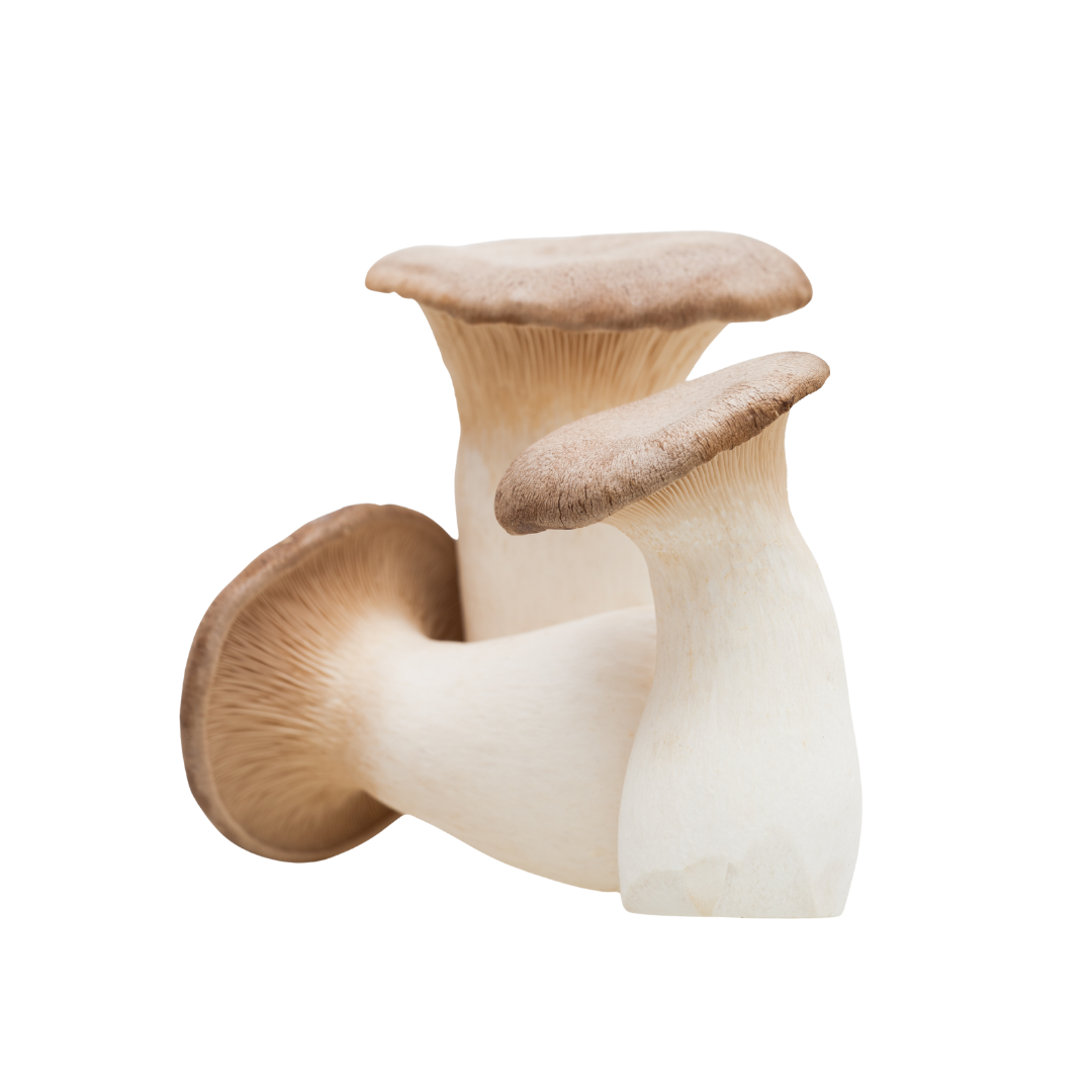 Nagano Eryngii Mushroom 1pack (approx. 100g) | Delivery: 12th~13th Sep
