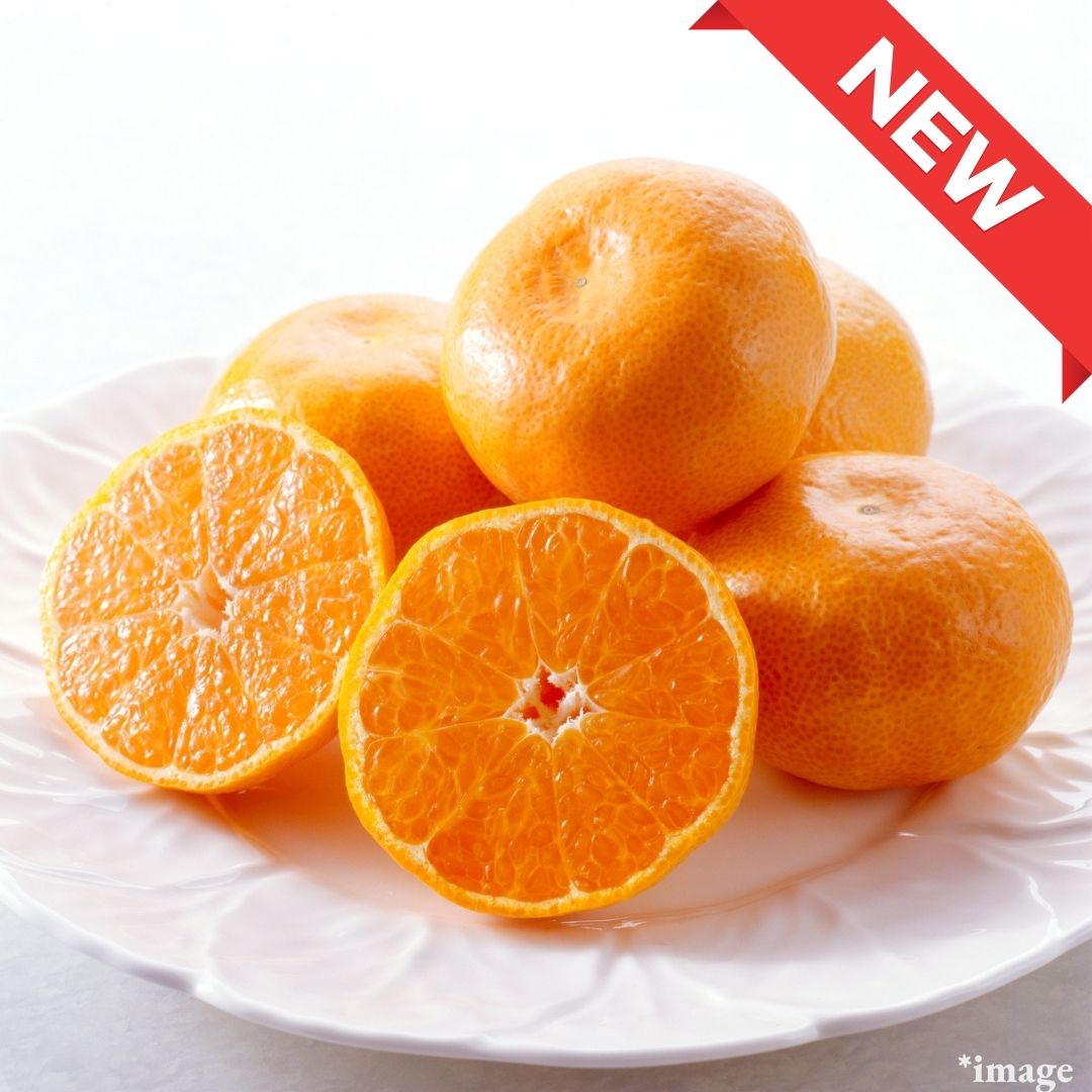 "Kusamakura (High Grade / size S)", Branded Mikan Selected in Kumamoto, Brix 11°+ | Delivery: 12th-13th Dec