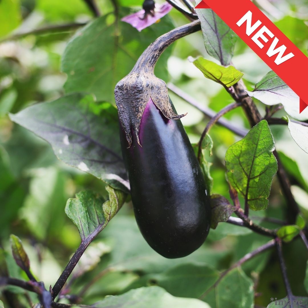 "Fukuoka Egg Plant", (approx.130g) | Delivery: 17th-18th Oct