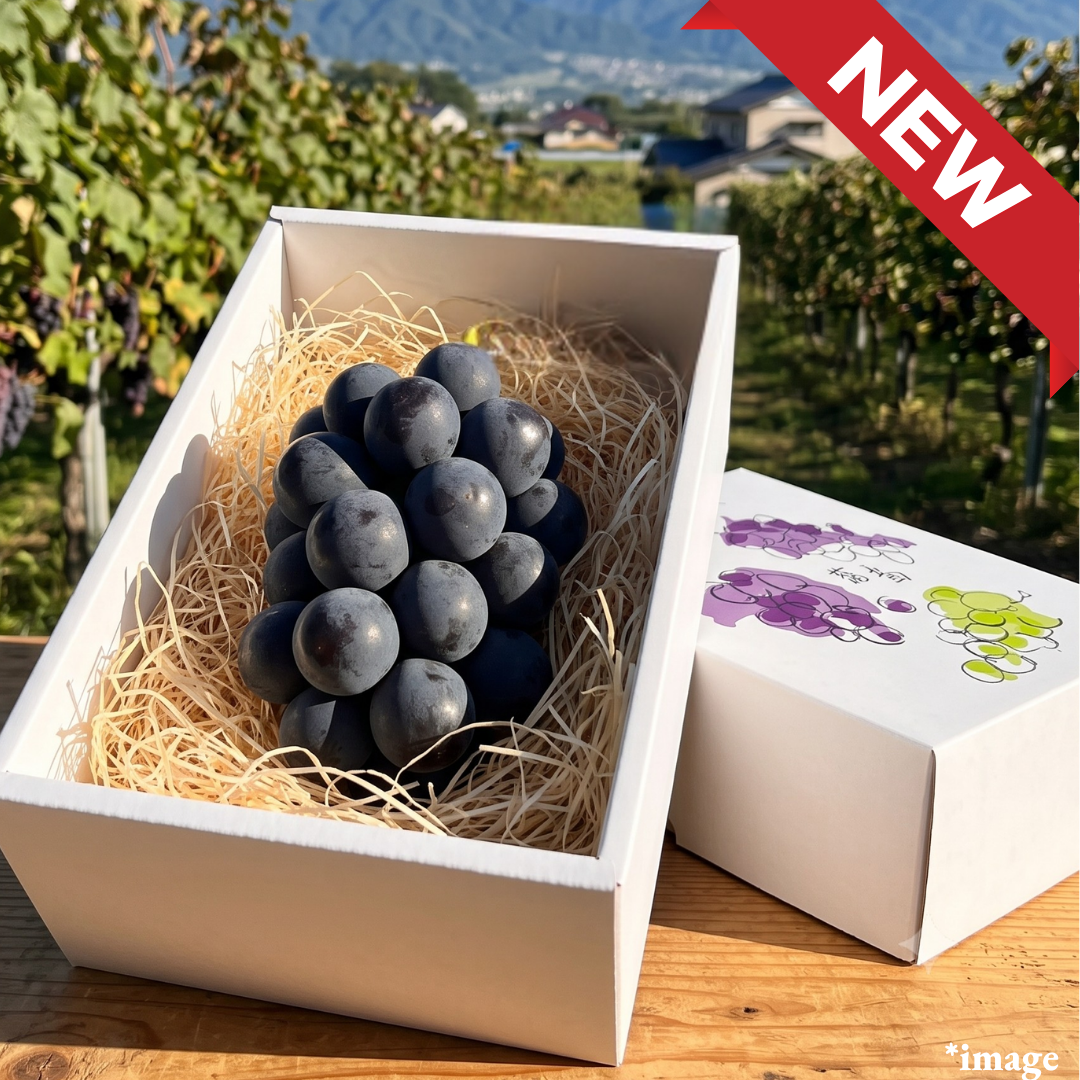 "Nagano Purple (Giftbox/3L-size/High Grade)", Early-Season, The Black Jewel of Nagano’s Three Grape Sisters, Approx.500g | Delivery: 31th Jul~1st Aug