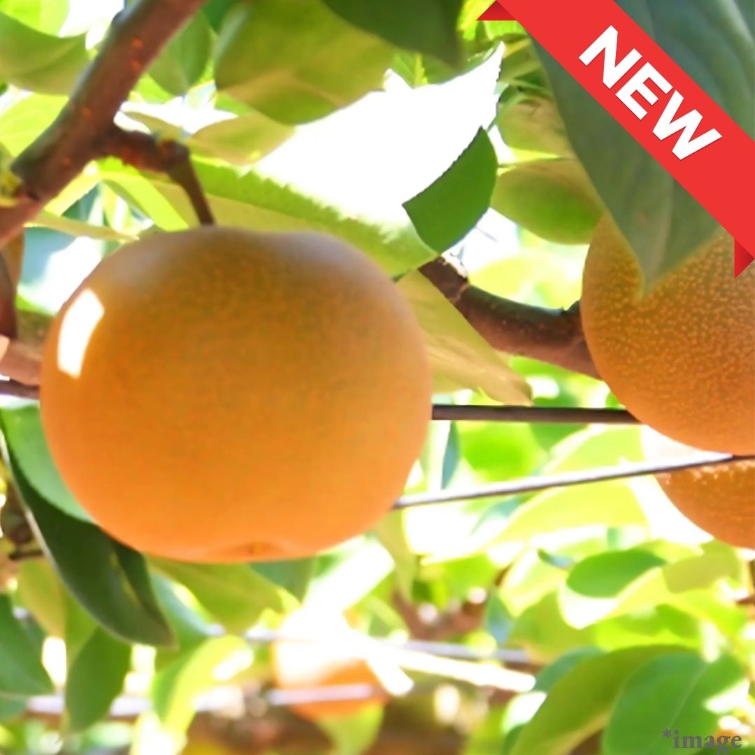 "Shintaka Pear (High Grade)", King of Japanese Pears, (Big size 2pcs/approx.1100g) | Delivery: 17th-18th Oct