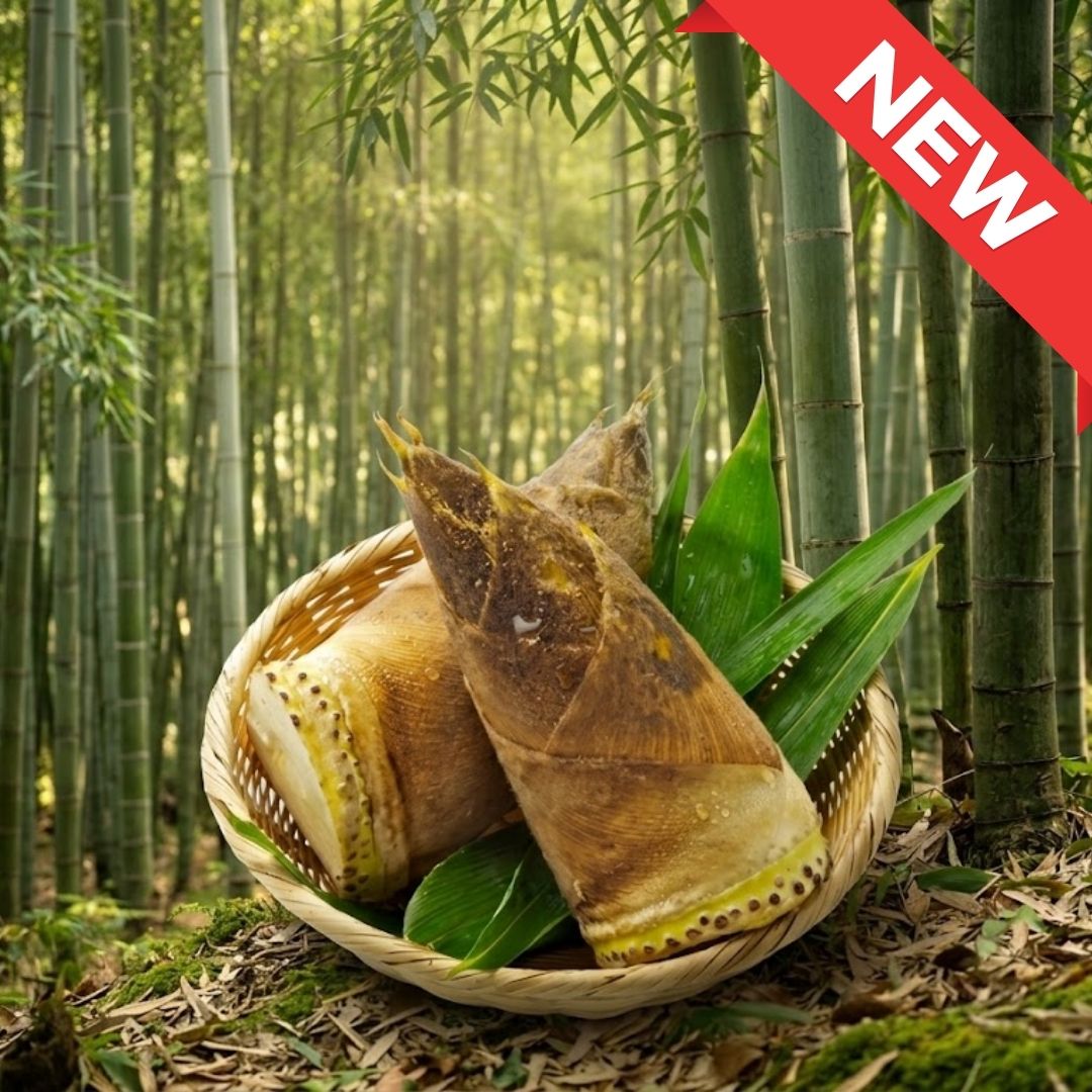 Kagoshima Spring Bamboo Shoot 1pc approx 180g up – Artisan Seasonal Selection, Fresh Harvest | Limited Spring Arrival |  Delivery: 20th-21st Mar