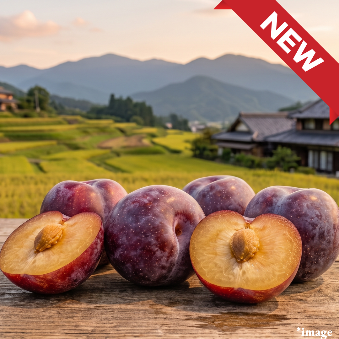 "Summer Angel Plum (M-size/High Grade)", Sweet, juicy, and gently tangy, Summer Angel is made for anyone who thought plums were too sour, Approx.500g(5~6pcs) | Delivery: 24th~25th Jul
