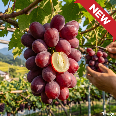 "Shinku (2L-size/Rare Grape)", Shimane’s rare crimson grape with large berries and High-Brix sweetness., Approx.500g | Delivery: 24th~25th Jul