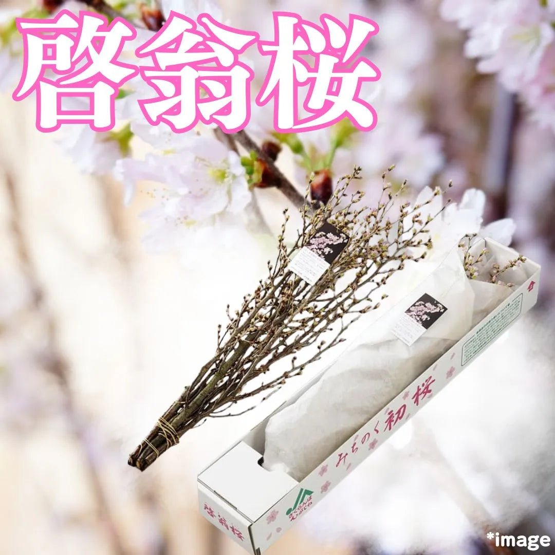 1st and ever Winter bloom Cherry Blossom to Singapore! "Keio Sakura 10pcs" from Yamagata [Delivery between 7th~8th Feb] - Tokyo Fresh Direct